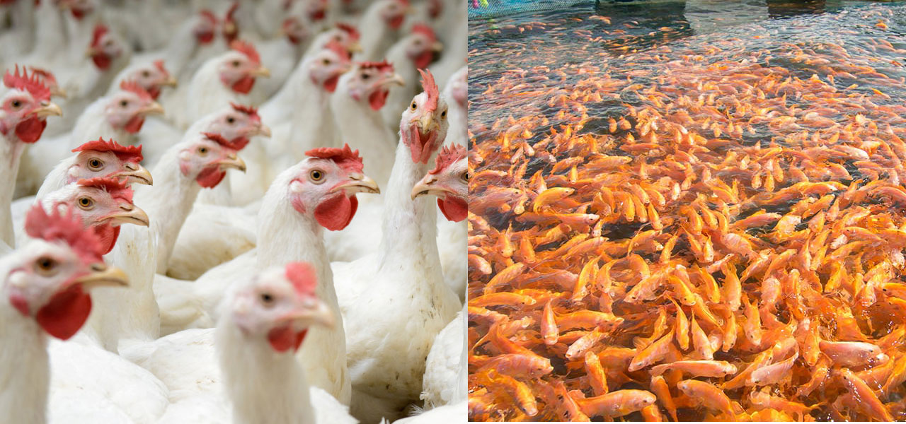 Poultry and Fish & Aqual Farming